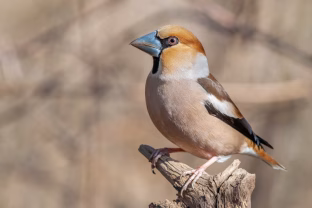 Grėsmingas snapas ir švelnus būdas: žiemos soduose pasirodantis paukštis, kurio nepamiršite