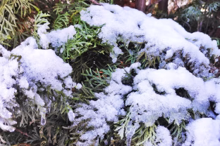 Sodo puošmenos žiemą miršta tyliai: dažniausios klaidos, kurios naikina net gražiausias tujas