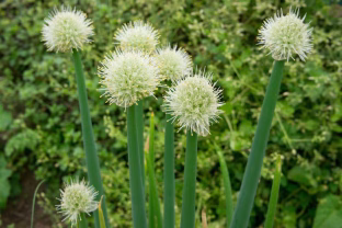 Būtinai pasodinkite dar šį sodininkystės sezoną: septynios daržovės, kurias jau spėjome pamiršti