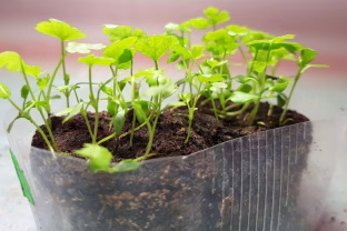 Sėkite jau dabar: sausio mėnesį pasodinti augalai džiugins anksčiau ir žymiai gausiau