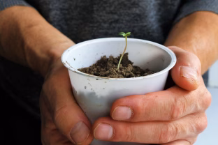 Sėkite tai dar šį mėnesį: šiuos augalus pasėję sausį, vasarą džiaugsitės rekordiniu derliumi