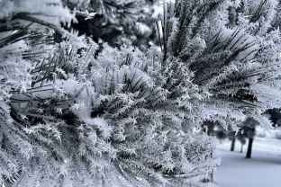 Lietuvoje perrašomi šalčio rekordai: fiksuota žemiausia temperatūra per dvejus metus