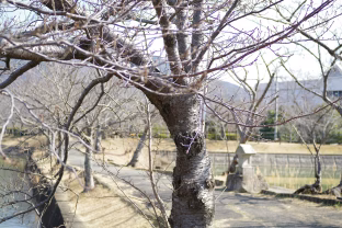 Jei praleisi sausį, prarasi derlių: žiemos skiepijimas, kuris pavasarį duoda stebinantį rezultatą