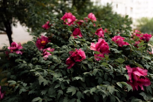 Šių klaidų nedaryk: kaip išsaugoti bijūnus per žiemą, kad jauni krūmai nežūtų nuo šalčių