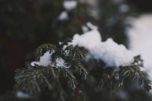 Šis žiemos triukas naikina sodo kenkėjus:	pavasarį pamiršite apie kirmėles bei šliužus