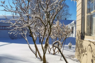 Kol sniegas dar laikosi, nepraleiskite šio žingsnio: sodas vėliau atsilygins su kaupu