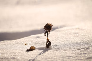 Žiemos sėja: 5 lemtingos klaidos, kurios sunaikins derlių dar prieš pavasarį