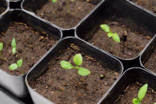 Artėja svarbus terminas: pasakė, kada sėti baklažanus, kad vasarą džiaugtumėtės gausiu derliumi