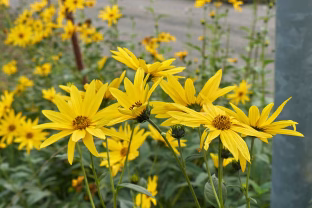 Siurbia dirvą ir platina įvairias ligas: šių 5 augalų rekomenduojama niekada nesodinti savo sode