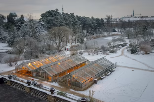 Netikėtas triukas žiemą: kodėl verta prisikasti sniego į šiltnamį ir kaip tai paversti nauda
