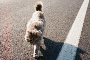 Instinktas ar stebuklas? Katinas dingo Ispanijoje ir netikėtai atsirado prie namų Prancūzijoje