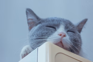 Veterinarai perspėja: šis nekaltas katės įprotis gali slėpti rimtas sveikatos problemas