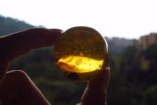 Atradimas, kuris perrašo supratimą: poeto gintare rastas skruzdėlynas atskleidė seniai pamirštą paslaptį