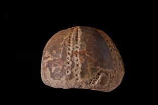 Mokslininkai nustebo: atrastas milžiniškas senovės šimtakojis, dydžiu pranokstantis žmogų