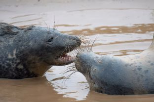 Mokslininkai atskleidė: kai kurie gyvūnai vieni kitus šaukia vardais, kaip tai daro žmonės