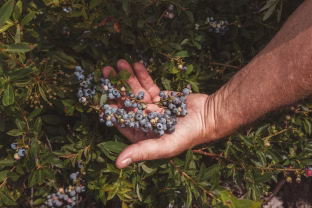 Šių augalų niekada nesodinkite šalia šilauogių: sustabdys augimą ir sunaikins derlių