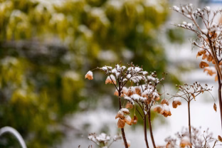 Sniegas apgauna net patyrusius: viena daržininkų klaida žiemą sunaikina derlių dar prieš pavasarį