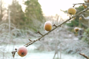Nepraeik pro sergantį medį: kodėl žiema yra geriausias metas apžiūrėti sodo medžius?