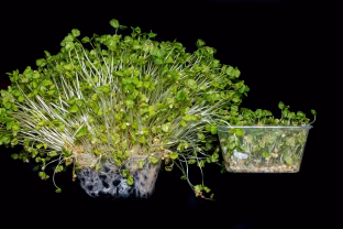 Kodėl ne visas sėklas verta mirkyti ir kaip natūraliai apsaugoti derlių dar prieš sėjimą?