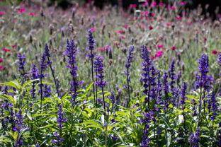 Sodininkai slepia šį triuką: 5 augalai pasodinti šalia levandų, pavers tavo gėlyną pasaka