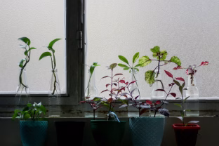 Žiemos stebuklas: kaip nemokamai padauginti mėgstamus augalus iš sumedėjusių ūglių