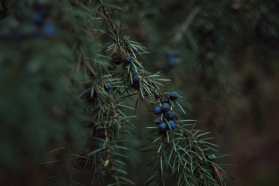 Sodininkų geidžiamiausia naujiena: koks augalas užkariauja Lietuvos kiemus ir parkus?