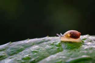 Sodo revoliucija: šliužai ir sraigės šių augalų nekenčia, pasodinkite juos dar šiemet