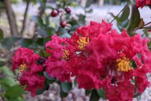 Neįtikėtina: ši gėlė žydi net 100 dienų, o su viena gudrybe žydėjimą galite padvigubinti