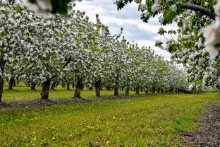 Sodinkite tai po obelimi ir nustebsite: derlius padvigubės, o medžiai bus akivaizdžiai sveikesni