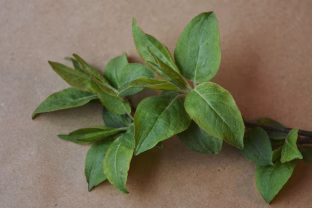 Šį prieskonį į arbatą deda vos vienetai: gerina virškinimą, ramina nervus ir reguliuoja cukrų