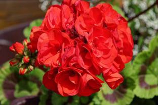 Kodėl po karpymo vienos pelargonijos klesti, o kitos ne? Atsakymas čia