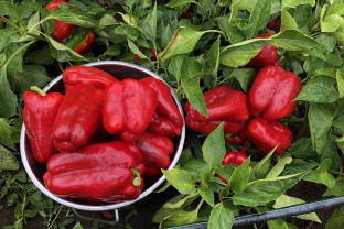 Šią klaidą daro net patyrę daržininkai: paprikų daigai nukenčia dar vasarį