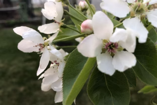 Senolių metodas grįžta: paprastas maisto priedas daro tai, ko nepadaro pesticidai