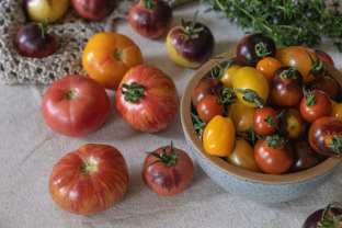3 populiarios pomidorų veislės, kurias visi giria, bet realybėje jos atnešė tik nusivylimą