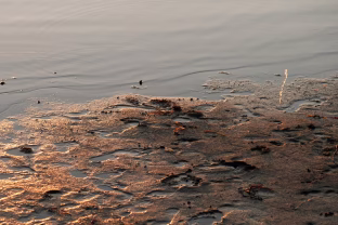 Mutuojantys parazitai pasiekė Europą: ekspertai perspėja dėl naujos tropinės ligos