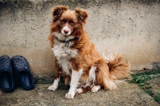 Karas Ukrainoje pakeitė šunis taip, kaip mokslininkai nesitikėjo: pokyčiai šokiruoja tyrėjus