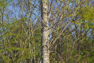 Kodėl lietuviai kas pavasarį skuba rinkti beržų sulą? Nauda, apie kurią daugelis nežino