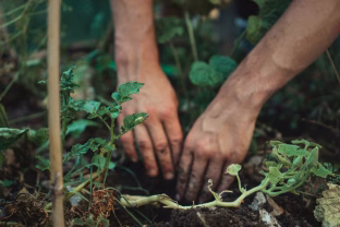 Bulvės ant kartono? Šis metodas masiškai plinta tarp patyrusių sodininkų