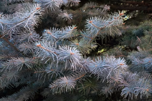 Iš vienos šakelės galima užauginti visą sidabrinę eglę: ši gudrybė prieinama kiekvienam