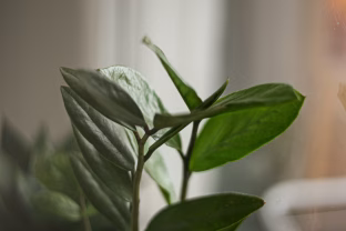 Pinigų medis nustojo augti? Šis paprastas naminis sprendimas viską pakeis per kelias savaites