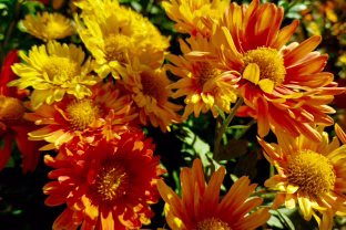 Vasarą žydi be jokių rūpesčių: 5 daugiamečiai augalai saulėtoms vietoms, pasodinkite jau dabar