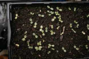 Išbandykite šį triuką prieš pat sėją: paprikos sudygsta 5 dienomis greičiau nei įprastai