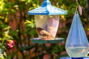 Pasirodys tik tiems, kurie jį lesina: šis paukštelis neša nuostabią pavasario dainą į jūsų kiemą