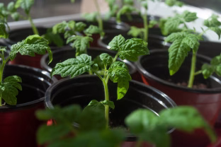 Ar pomidorų daigams būtina papildoma lempa? Šis rytinis triukas sustiprina stiebus geriau, nei tikitės