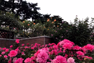 Močiutės patarimas: šias 3 gėles sėkite jau dabar ir gegužę džiaugsitės gausiais žiedais