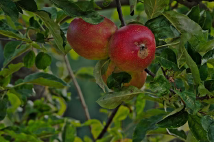 Jūsų vaismedžiams gresia rauplės: vienas pigus ir paprastas tirpalas gali išgelbėti visą derlių