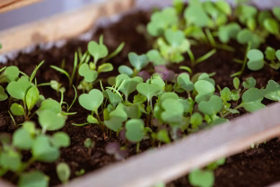 Daigai neauga? Šis paprastas rytinis veiksmas per 3 dienas padaro tikrą stebuklą ant palangės