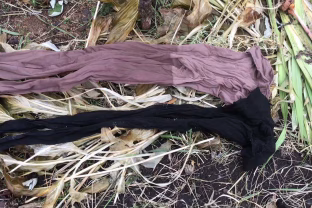 Derlius išlieka sveikas, o šakos nelūžta: sprendimas beveik nieko nekainuoja