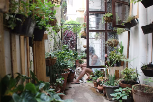 Netikėtas sodininkystės triukas: paprasta kempinėlė gali išgelbėti jūsų daigus nuo žūties