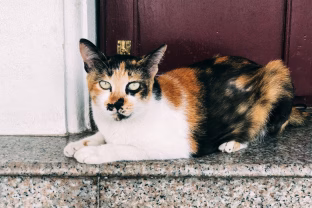 Katė slepiasi, nemurkia ir nevalgo? Tikroji priežastis gali būti gerokai rimtesnė nei jūs galvojate